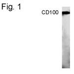 CD100 Polyclonal Antibody