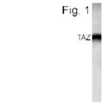 WWTR1 Polyclonal Antibody