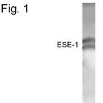 ELF3 Polyclonal Antibody