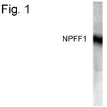 NPFF1 Polyclonal Antibody