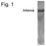 Artemis Polyclonal Antibody
