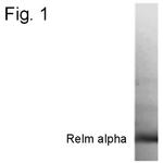 RELM alpha Polyclonal Antibody