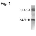 NLRC4 Polyclonal Antibody