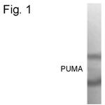 PUMA alpha Polyclonal Antibody