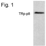 TRPM8 Polyclonal Antibody