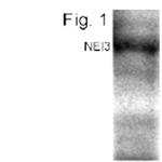 NEIL3 Polyclonal Antibody