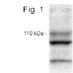 CLAC-P Polyclonal Antibody
