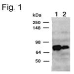 CLAC-P Antibody in Western Blot (WB)