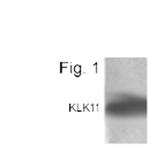 Kallikrein 11 Polyclonal Antibody