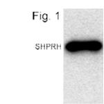 CENPI Polyclonal Antibody