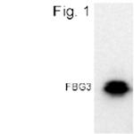 FBXO44 Polyclonal Antibody