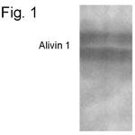 Alivin 1 Polyclonal Antibody
