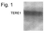 UBIAD1 Antibody in Western Blot (WB)