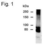 DPP10 Polyclonal Antibody