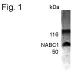 BCAS1 Polyclonal Antibody