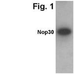 ARC Polyclonal Antibody