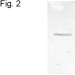 alpha-2c Adrenergic Receptor Antibody in Western Blot (WB)