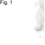 Noggin Polyclonal Antibody