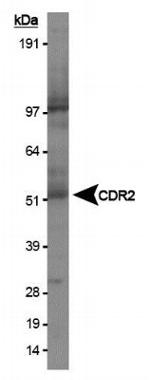 CDR2 Antibody in Western Blot (WB)
