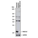 TMP21 Antibody in Western Blot (WB)