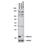 TMP21 Antibody in Western Blot (WB)