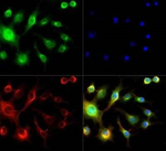 Spectrin beta-3 Polyclonal Antibody
