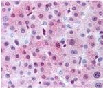 Spectrin beta-3 Antibody in Immunohistochemistry (Paraffin) (IHC (P))