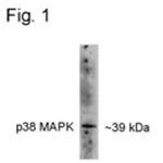 Phospho-p38 MAPK alpha (Thr180, Tyr182) Antibody in Western Blot (WB)