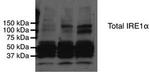 IRE1 alpha Antibody in Western Blot (WB)