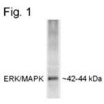 Phospho-ERK1/ERK2 (Thr202, Tyr204) Antibody in Western Blot (WB)
