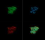 HRD1 Antibody in Immunocytochemistry (ICC/IF)