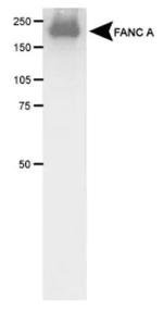 FANCA Antibody in Western Blot (WB)
