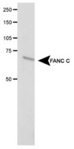 FANCC Antibody in Western Blot (WB)