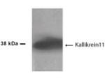 Kallikrein 11 Polyclonal Antibody