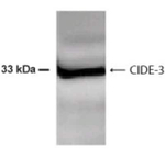 CIDEC Polyclonal Antibody
