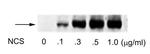 Phospho-ATF2 (Ser490, Ser498) Polyclonal Antibody