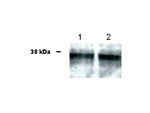 UBIAD1 Antibody in Western Blot (WB)