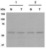 CRG-L2 Antibody in Western Blot (WB)