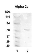 alpha-2c Adrenergic Receptor Antibody in Western Blot (WB)