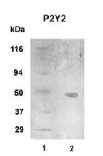 P2Y2 Antibody in Western Blot (WB)