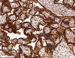 GLUT1 Antibody in Immunohistochemistry (Paraffin) (IHC (P))