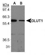 GLUT1 Antibody in Western Blot (WB)