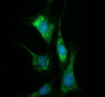 COX4 Antibody in Immunocytochemistry (ICC/IF)
