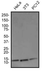 COX4 Antibody in Western Blot (WB)