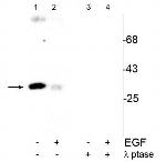 Phospho-CDK1 (Tyr15) Polyclonal Antibody