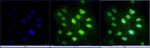 YAP1 Antibody in Immunocytochemistry (ICC/IF)