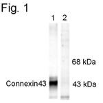 Phospho-Connexin 43 (Ser368) Antibody in Western Blot (WB)