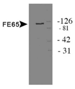 Fe65 Polyclonal Antibody
