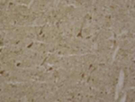 LRRK2 Antibody in Immunohistochemistry (Frozen) (IHC (F))