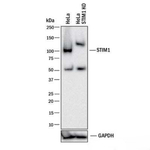 STIM1 Antibody in Western Blot (WB)